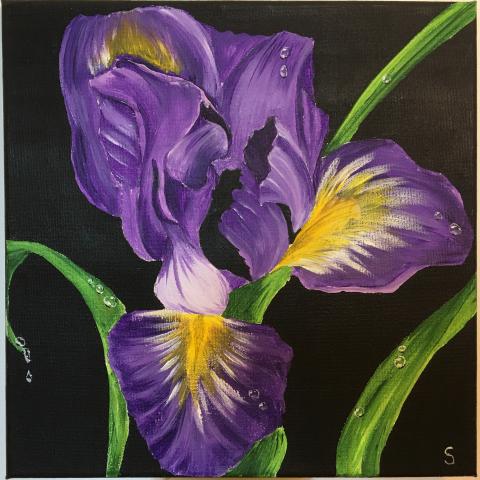 Iris su sfondo nero