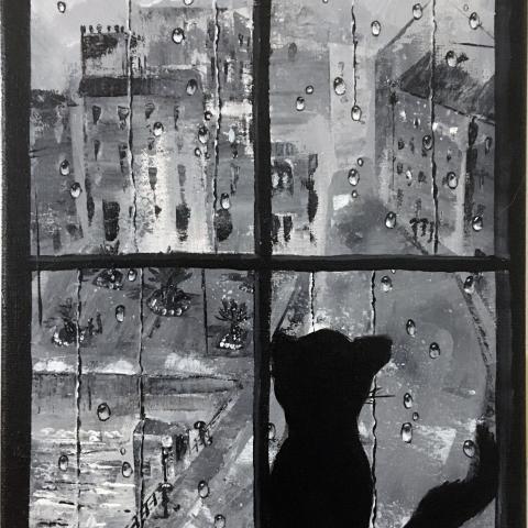Via Fusinato vista da un gatto